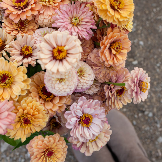 Zinnia Originals Mix