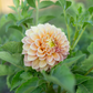 Dahlia 'Peachy Parade'
