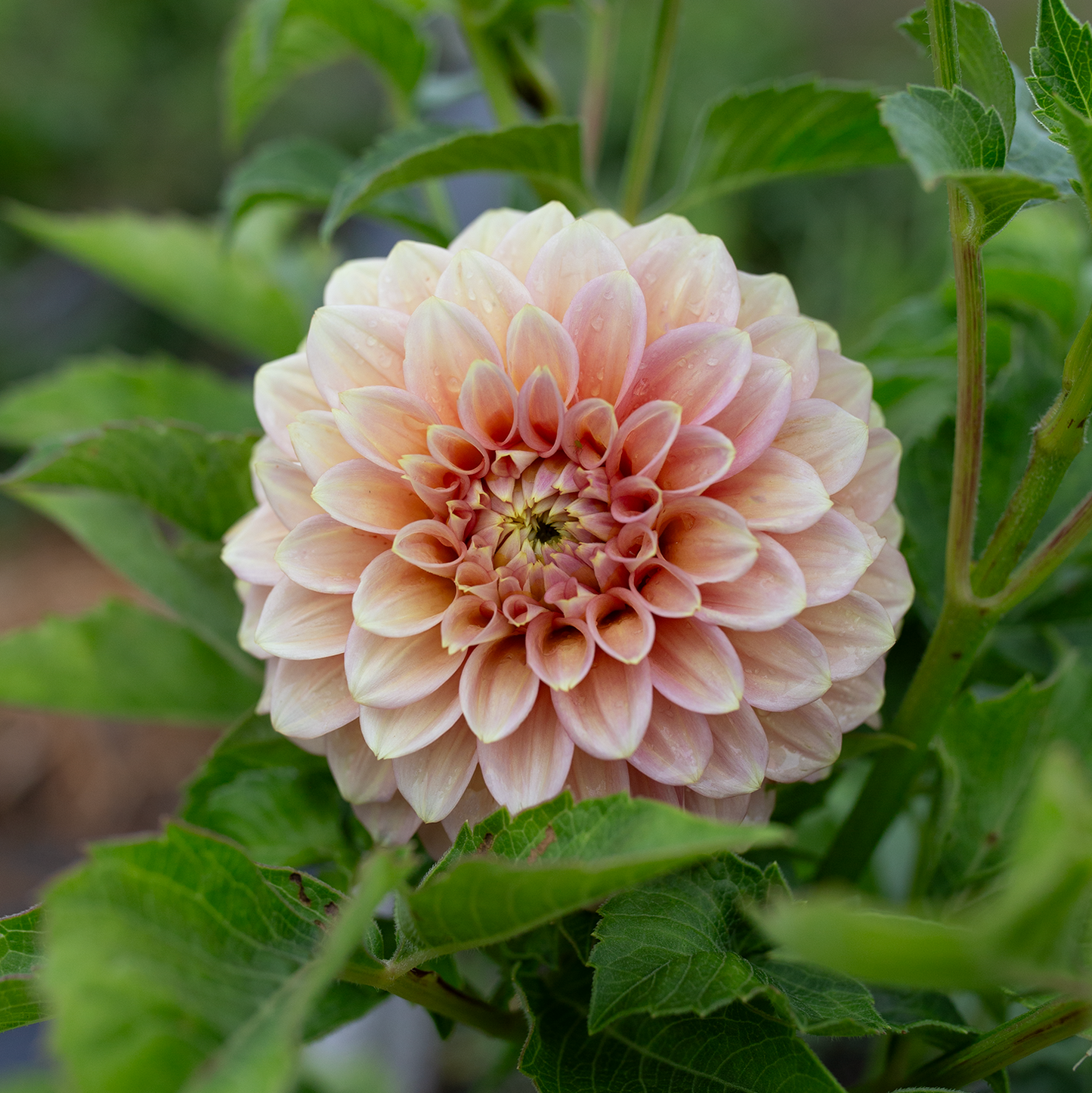 Dahlia 'Peachy Parade'