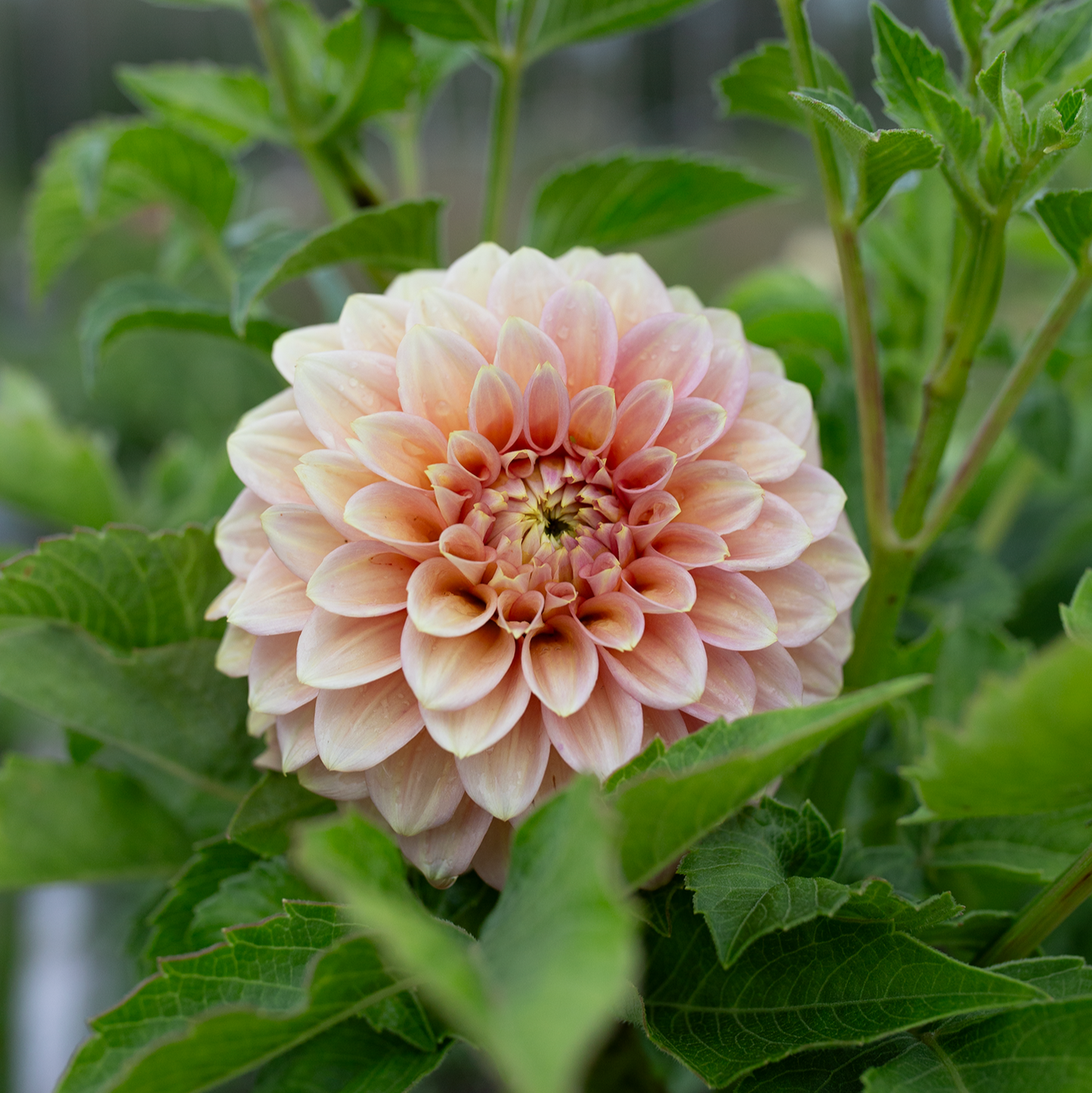 Dahlia 'Peachy Parade'