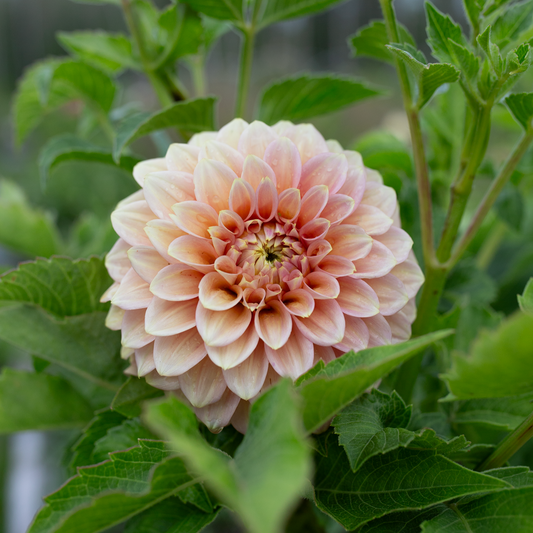 Dahlia 'Peachy Parade'