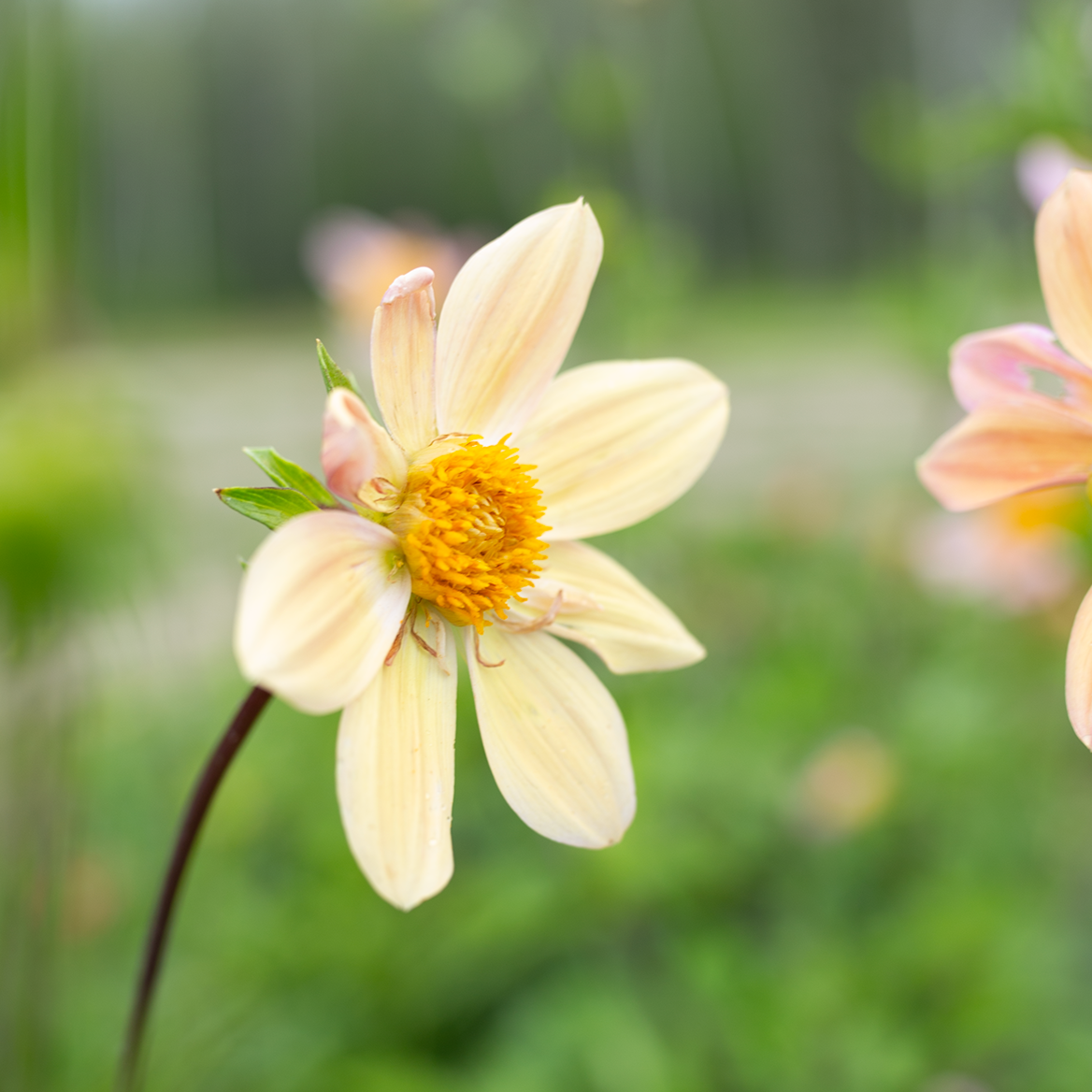 Dahlia 'Petal Spells'