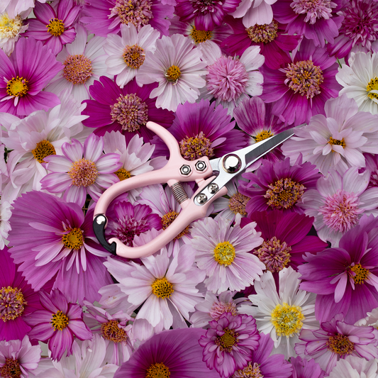 Flower Snips 'Blushed'