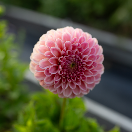 Dahlia 'R Joan'
