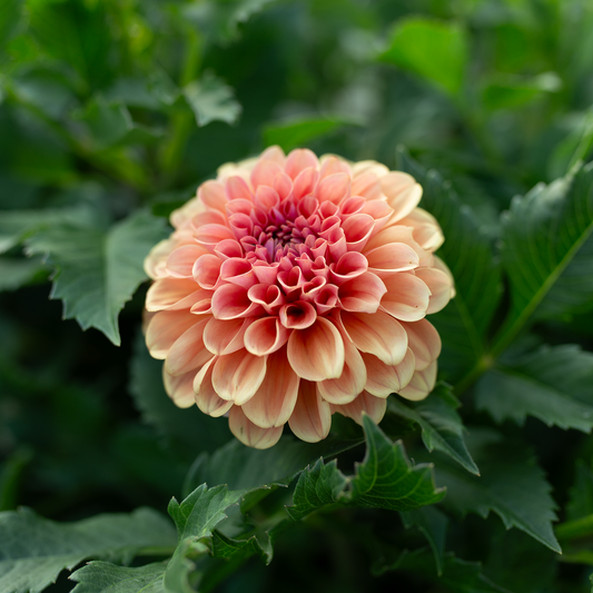 Dahlia 'RM Tarnished'