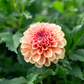 Dahlia 'RM Tarnished'