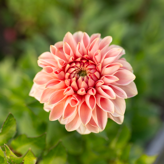 Dahlia 'Romance'