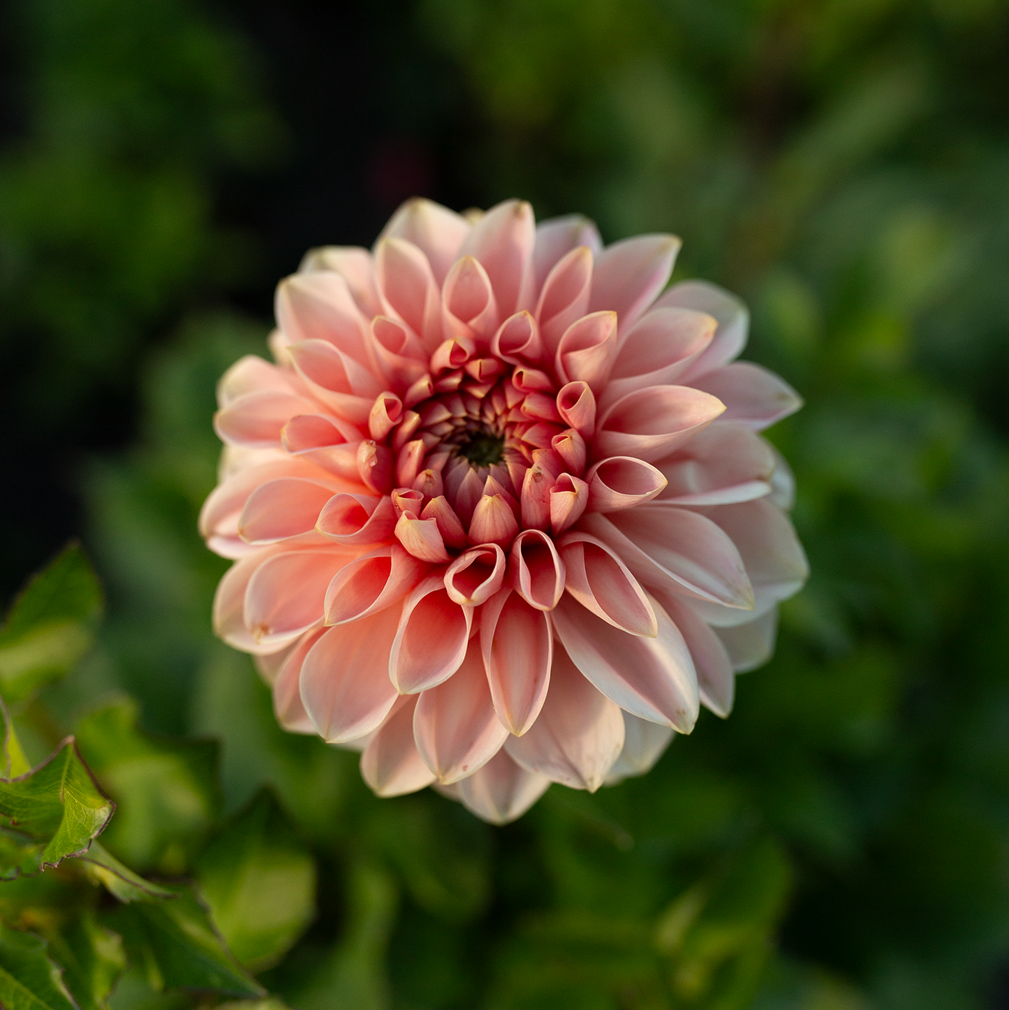 Dahlia 'Romance'