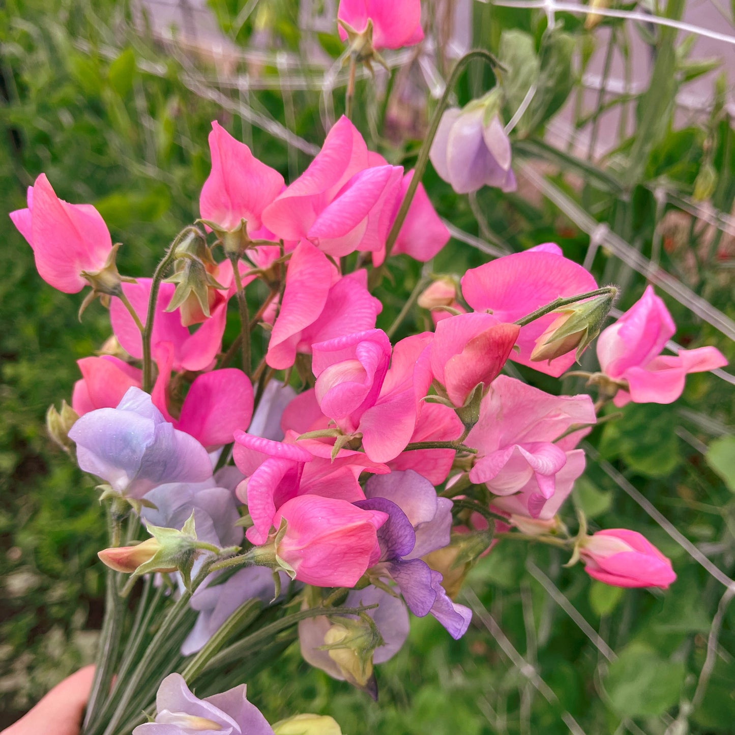 Sweet Peas 'Rosé All Day'