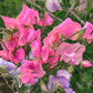 Sweet Peas 'Rosé All Day'