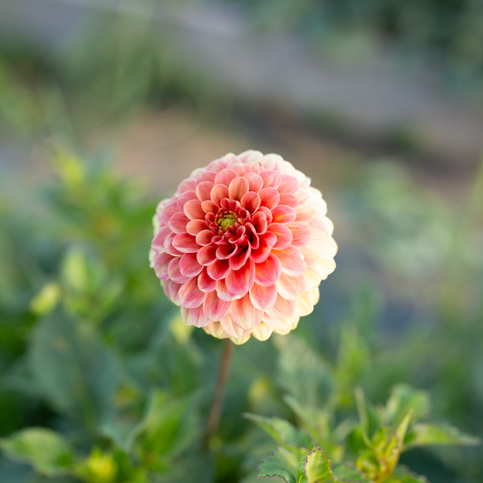 Dahlia 'Rose Toscano'