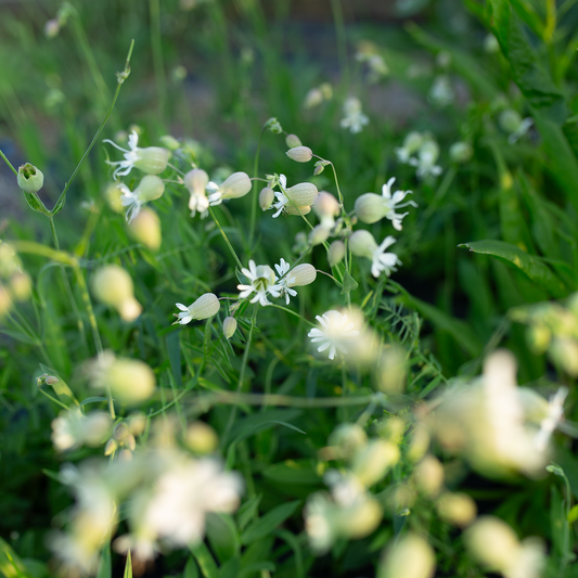 Silene Blushing Lanterns