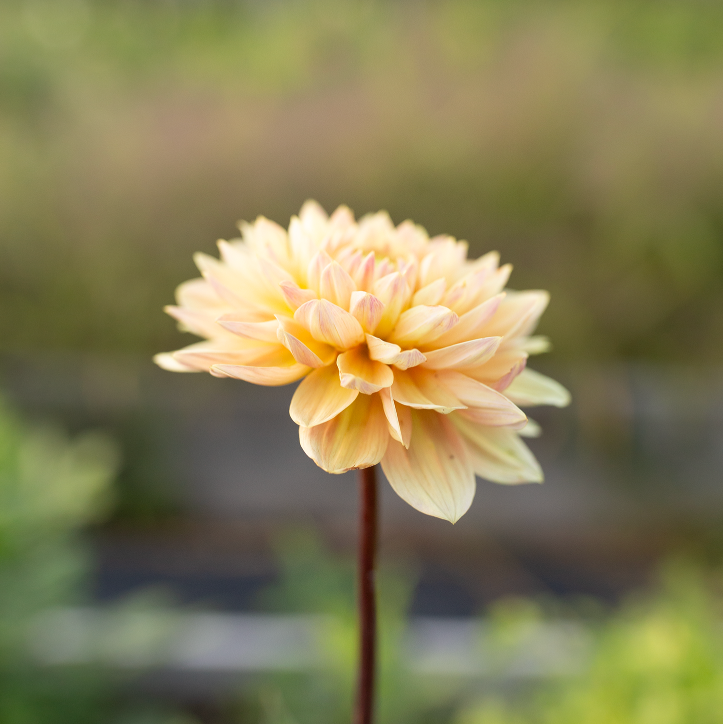 Dahlia 'Skeena Easy Breezy'