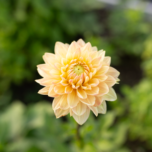 Dahlia 'Skeena Easy Breezy'