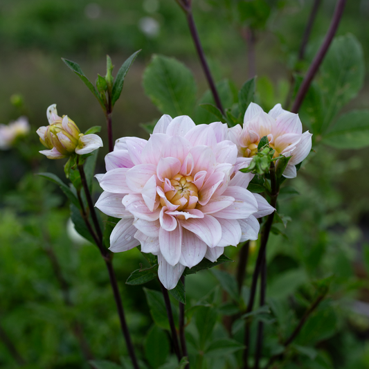 Dahlia 'Skeena Eve'