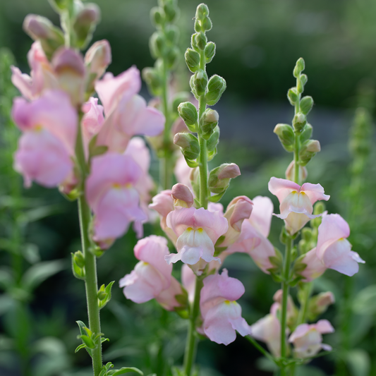 Snapdragon 'Field Blend'