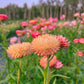 Strawflower Blend