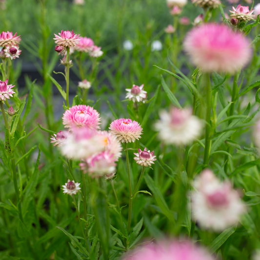 Strawflower 'Field Blend'