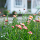 Strawflower 'Field Blend'