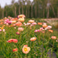 Strawflower Blend