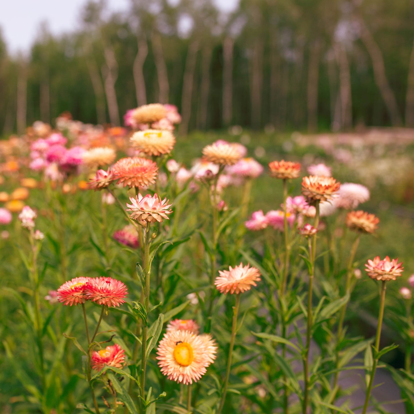 Strawflower Blend