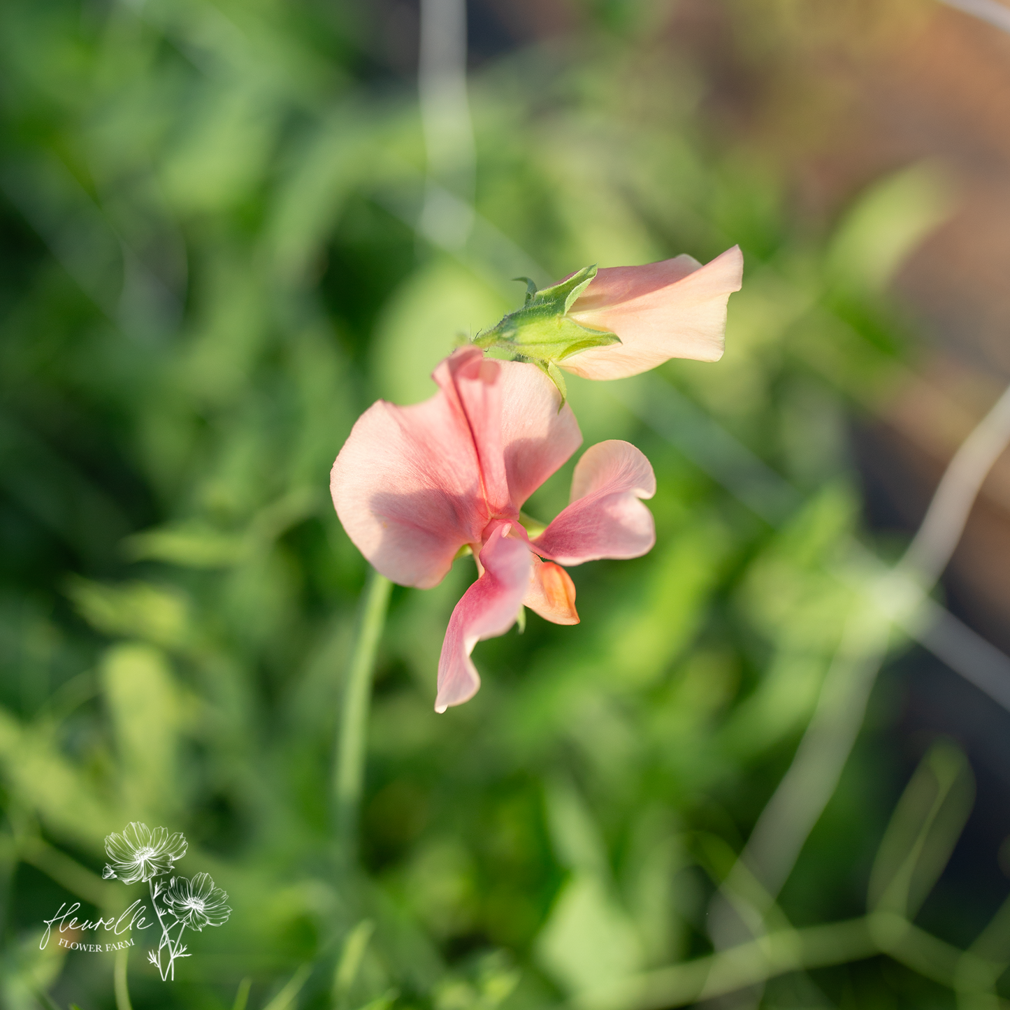 Sweet Pea 'King Ransom'