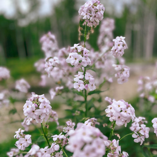 Sweet Rocket 'Pale Lavender'