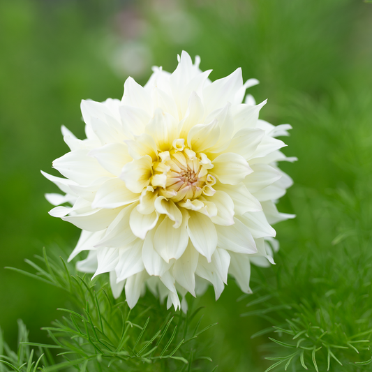 Dahlia 'Tahoma Early Dawn'