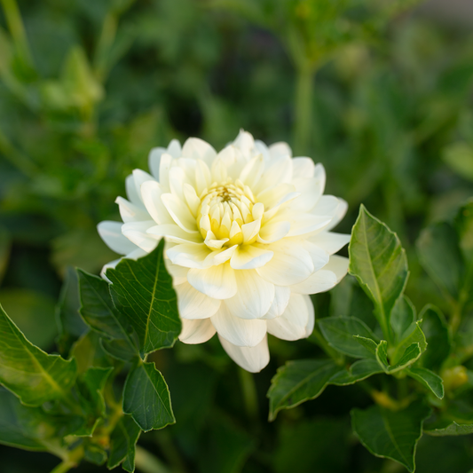 Dahlia 'Van Isle Cirrus'