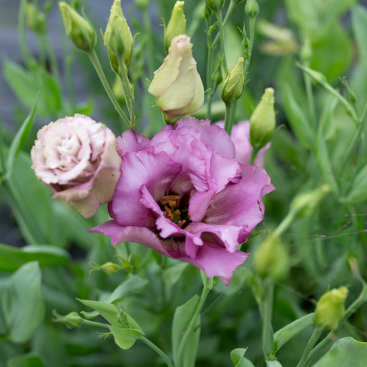 Lisianthus Wine