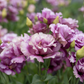 Lisianthus 'Wine'