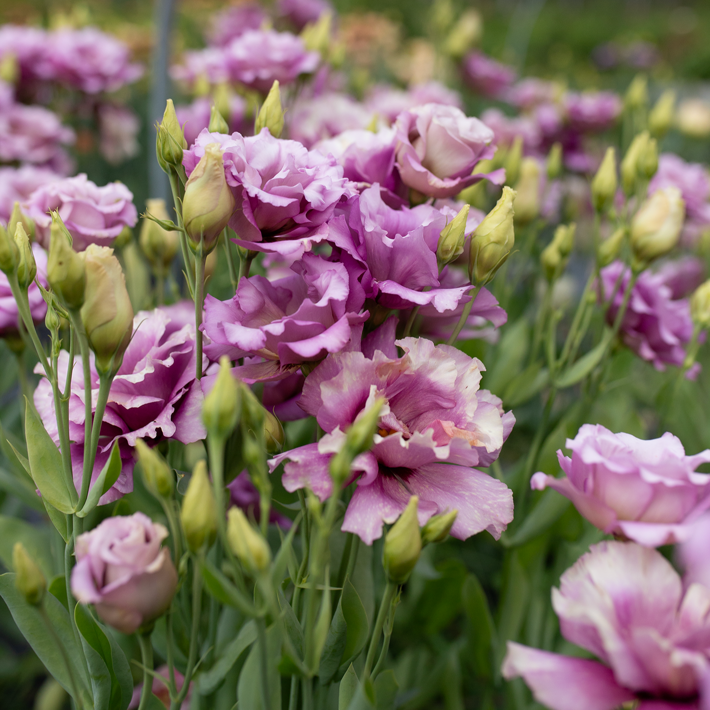 Lisianthus 'Wine'