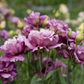 Lisianthus 'Wine'
