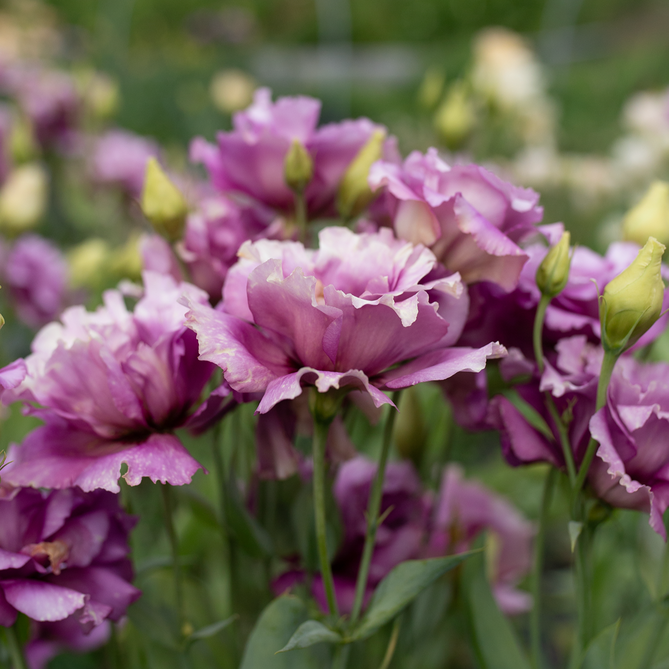 Lisianthus 'Wine'
