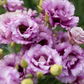 Lisianthus 'Wine'