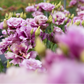 Lisianthus 'Wine'