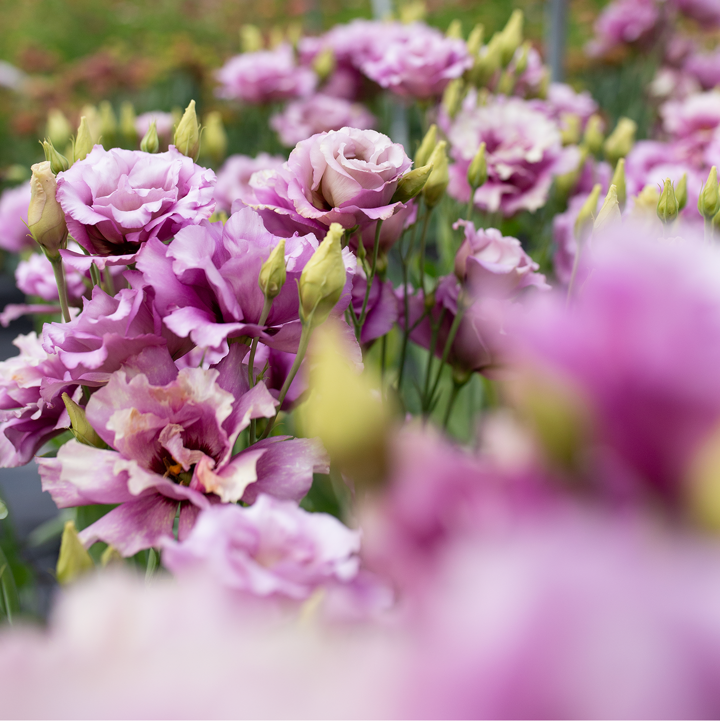 Lisianthus 'Wine'
