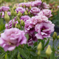 Lisianthus 'Wine'