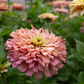 Zinnia 'Summer's End'