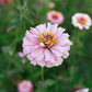 Zinnia 'Ballerina Pastels'