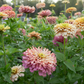 Zinnia 'Summer's End'