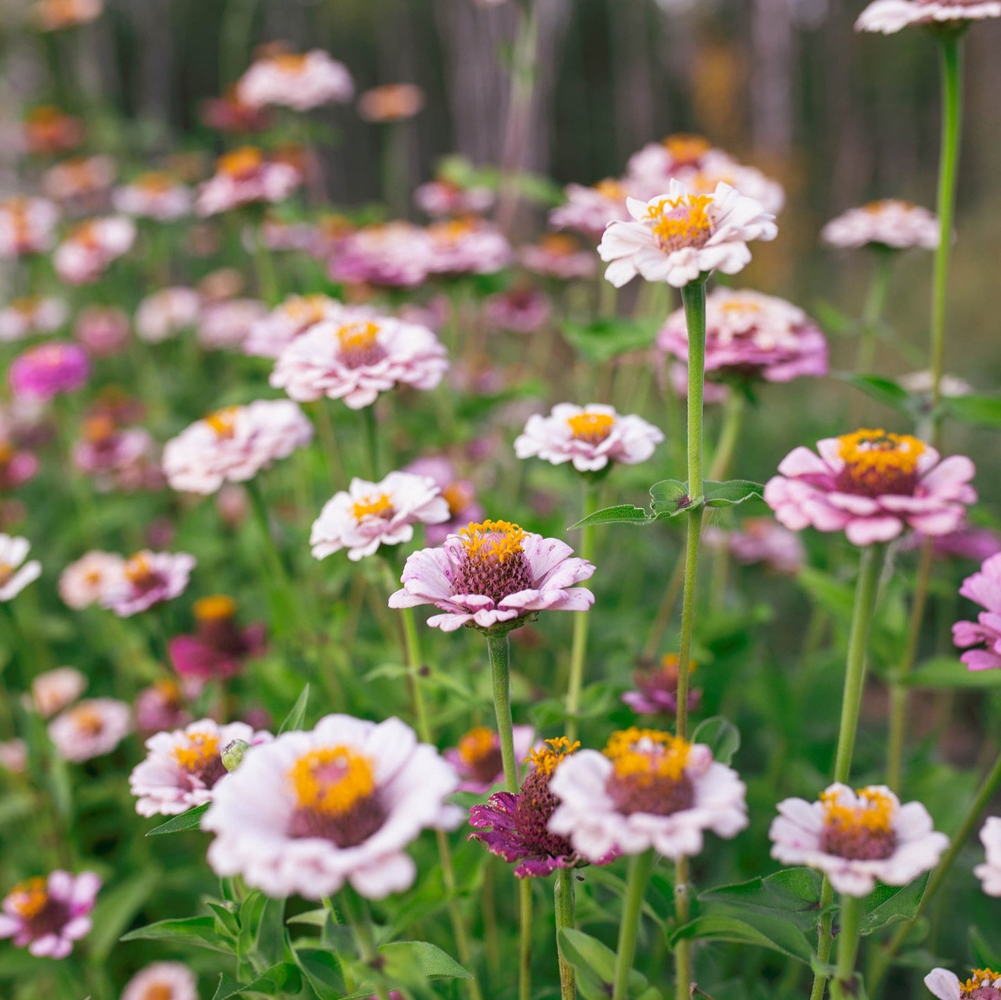 Zinnia 'Ballerina Pastels'