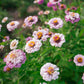 Zinnia 'Ballerina Pastels'