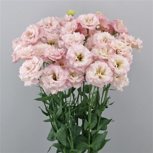 Lisianthus Cosmetic