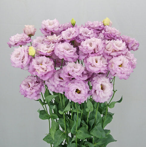 Lisianthus Grape