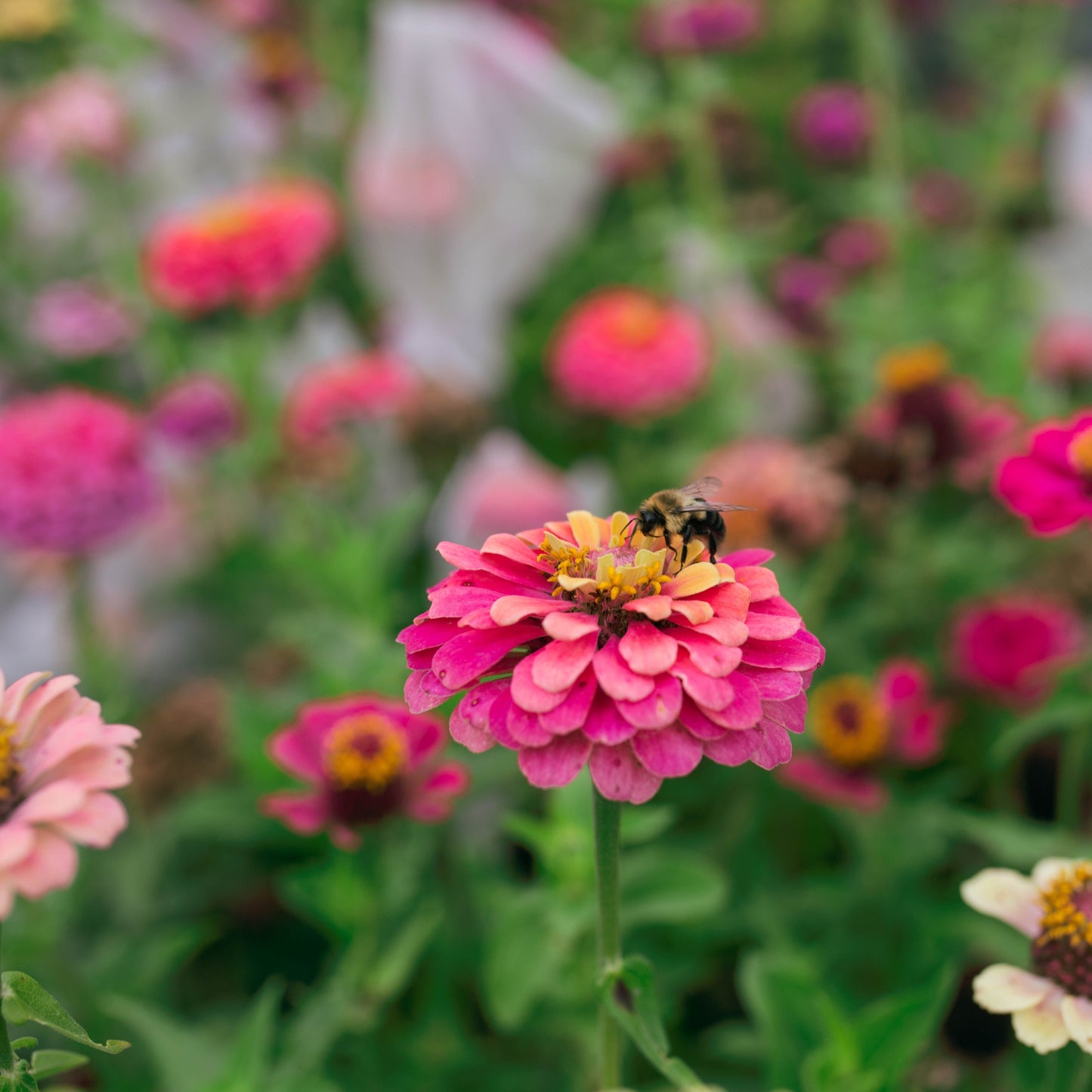 Zinnia Field Blend