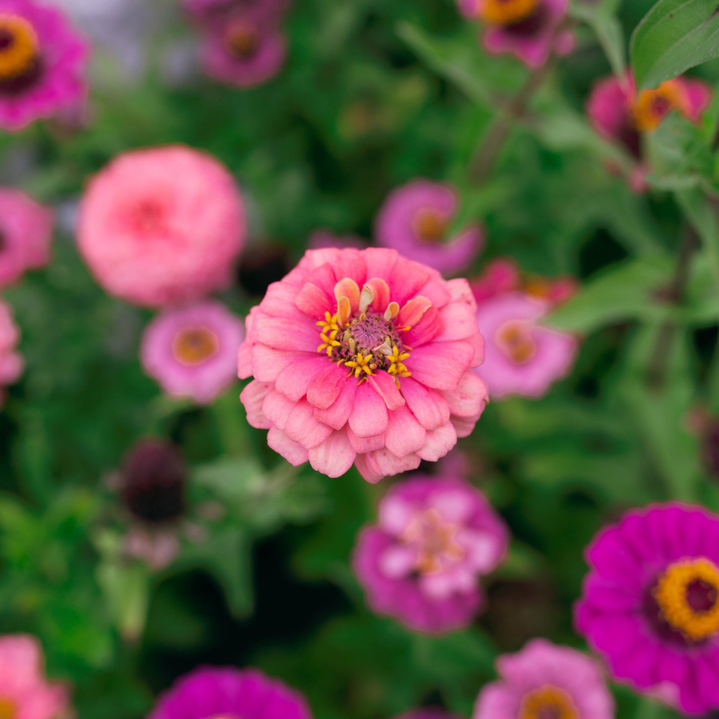 Zinnia Field Blend