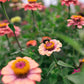 Zinnia Field Blend