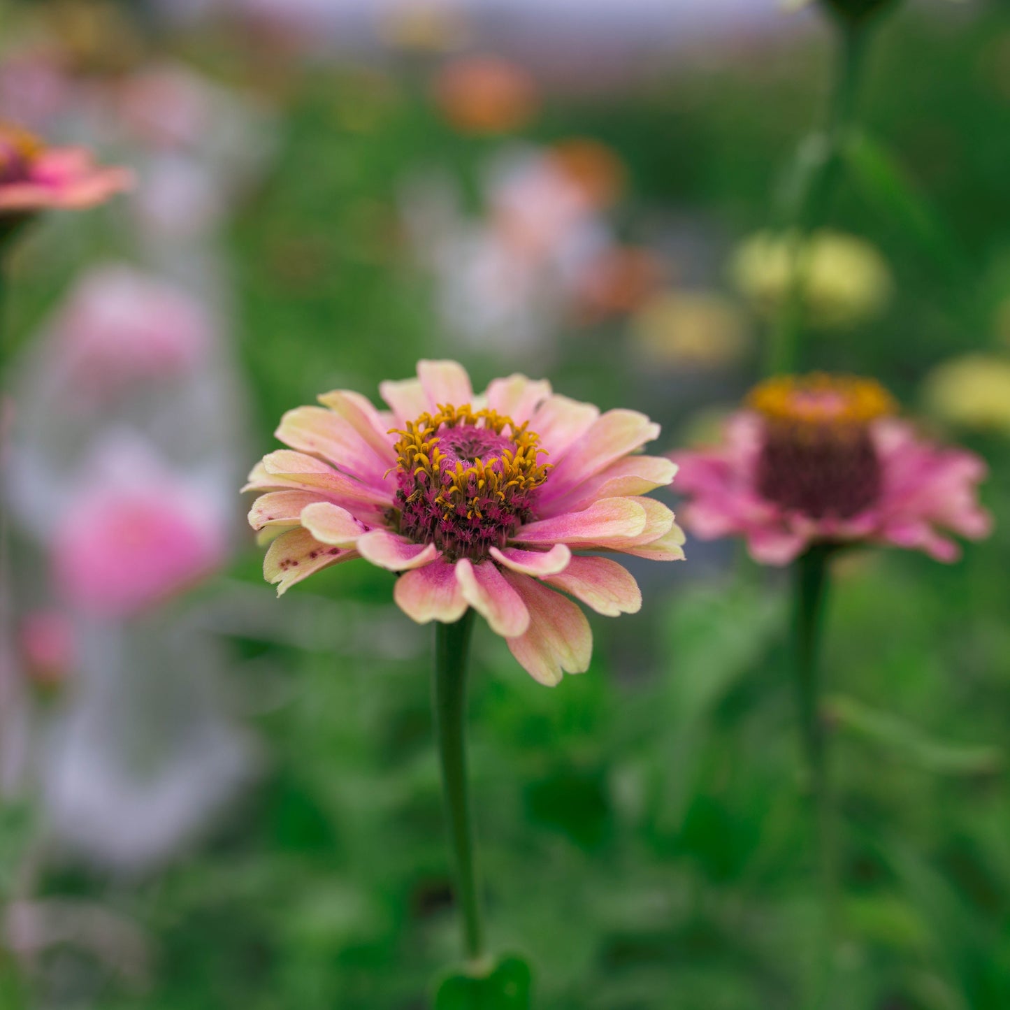 Zinnia Field Blend