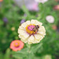 Zinnia Field Blend